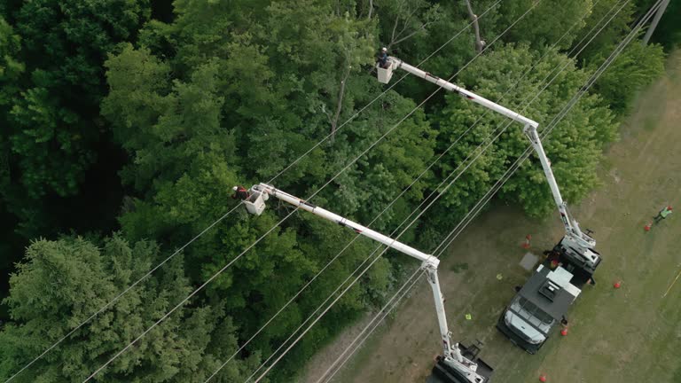 Best Tree Cabling and Bracing  in Verona, PA